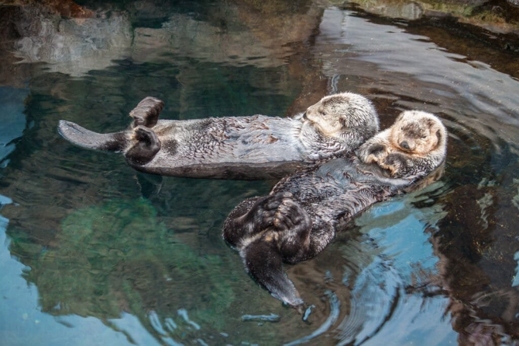 Otters Oceanario Lisbon Lisboa.