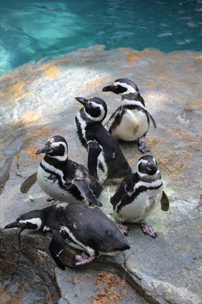 Pinguins Aquarium van Lissabon