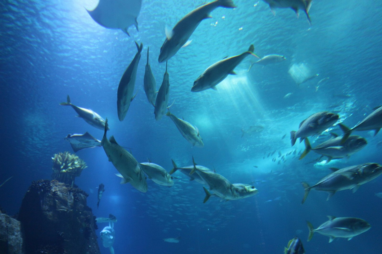 Aquarium van Lissabon